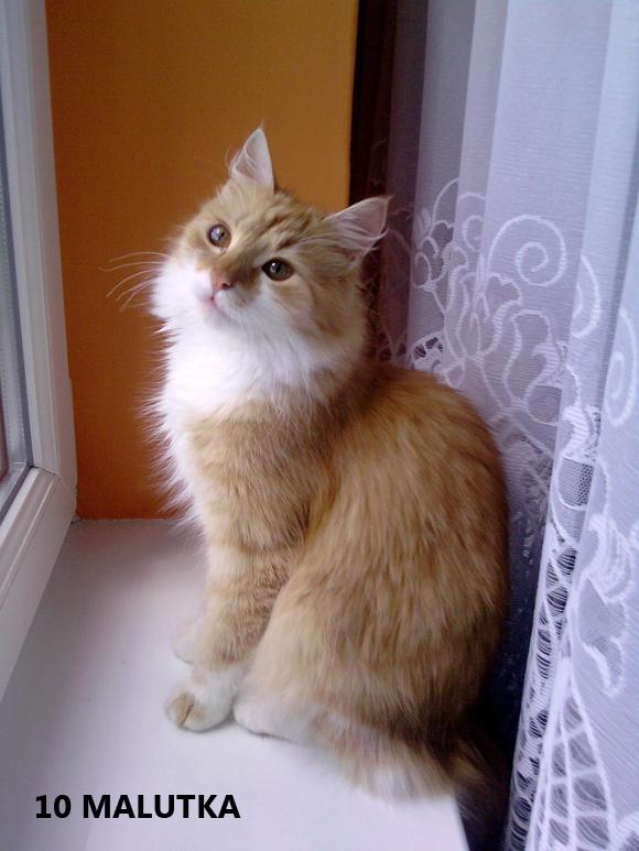 eKotno: Wybieramy NAJKOTA