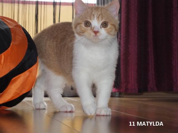 eKotno: Wybieramy NAJKOTA