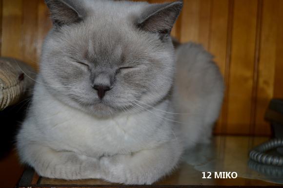 eKotno: Wybieramy NAJKOTA