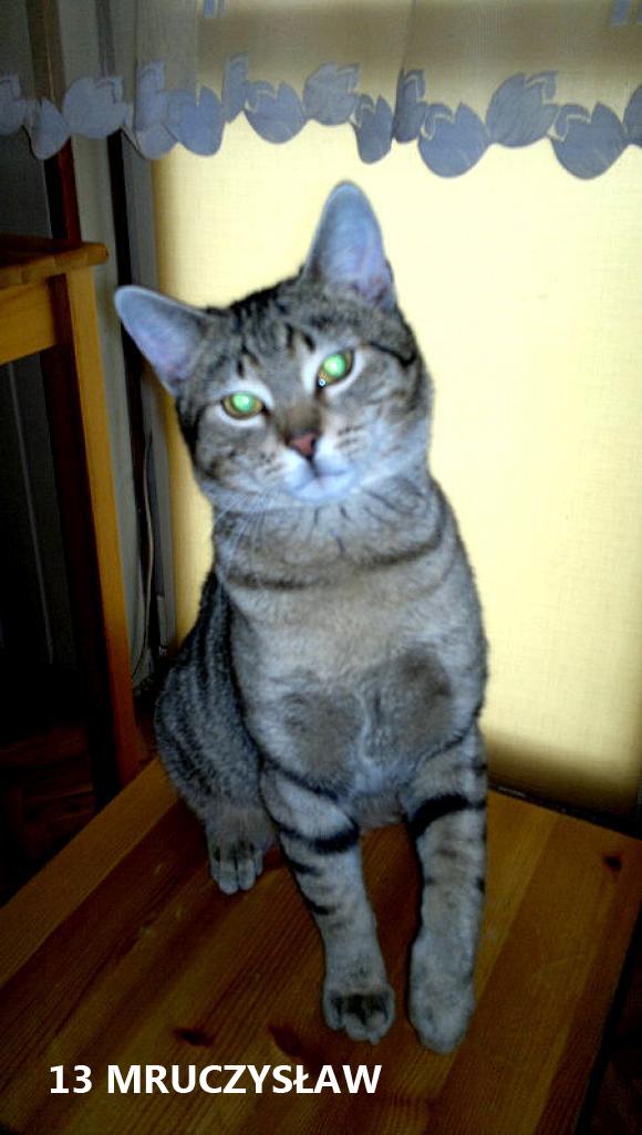 eKotno: Wybieramy NAJKOTA