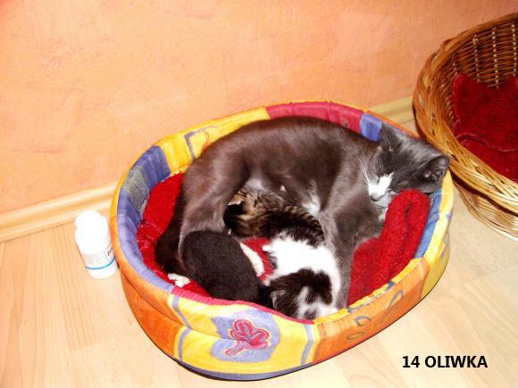 eKotno: Wybieramy NAJKOTA