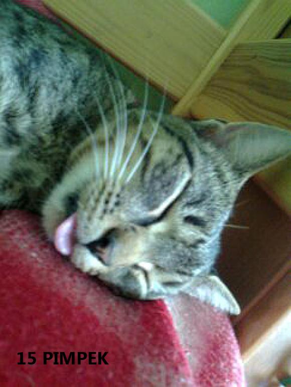 eKotno: Wybieramy NAJKOTA