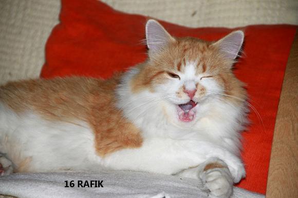 eKotno: Wybieramy NAJKOTA