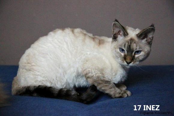 eKotno: Wybieramy NAJKOTA