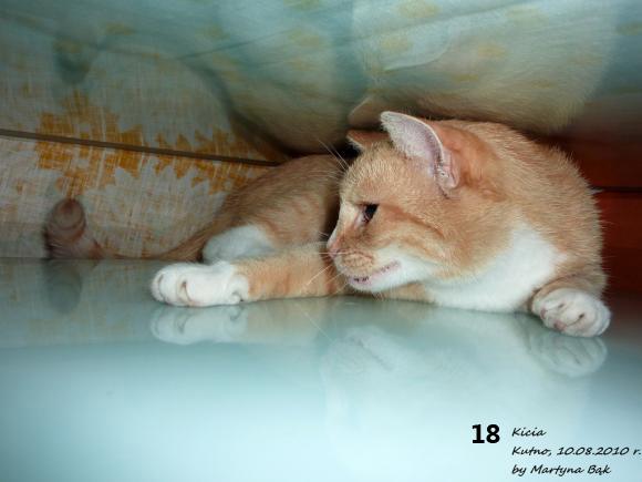 eKotno: Wybieramy NAJKOTA