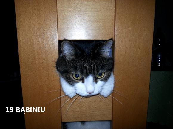 eKotno: Wybieramy NAJKOTA