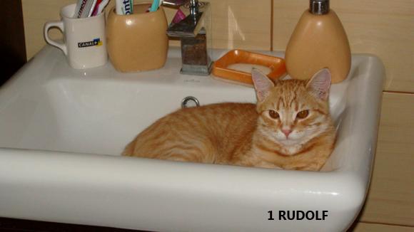 eKotno: Wybieramy NAJKOTA