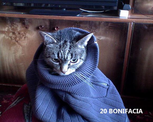 eKotno: Wybieramy NAJKOTA