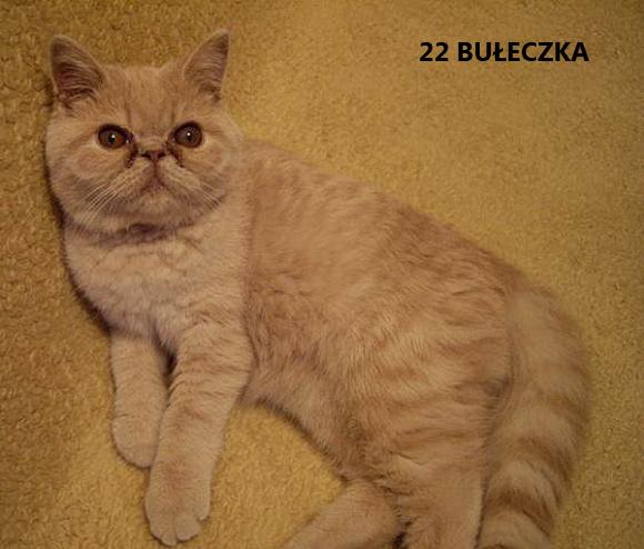 eKotno: Wybieramy NAJKOTA