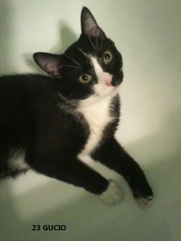 eKotno: Wybieramy NAJKOTA