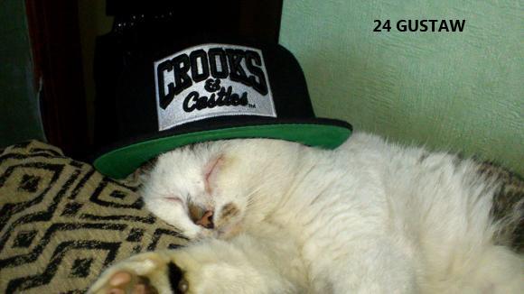 eKotno: Wybieramy NAJKOTA