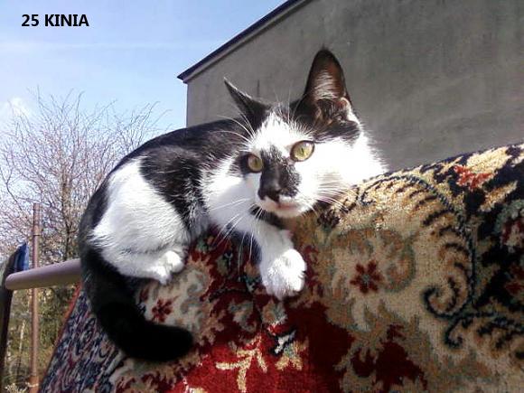 eKotno: Wybieramy NAJKOTA