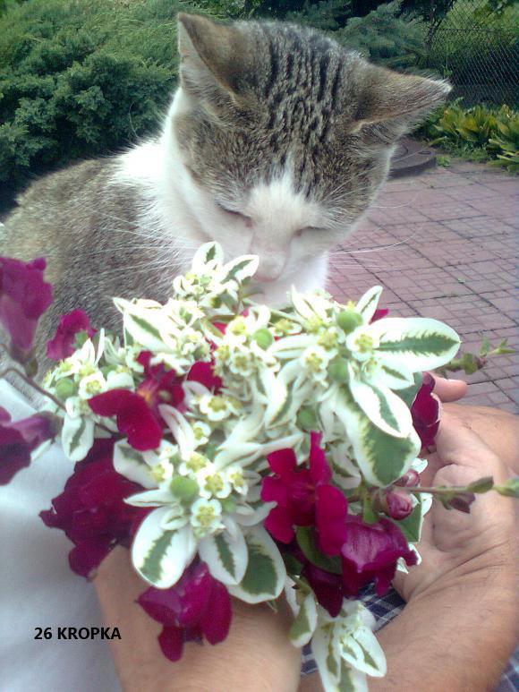 eKotno: Wybieramy NAJKOTA