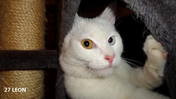 eKotno: Wybieramy NAJKOTA