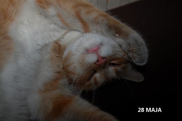 eKotno: Wybieramy NAJKOTA