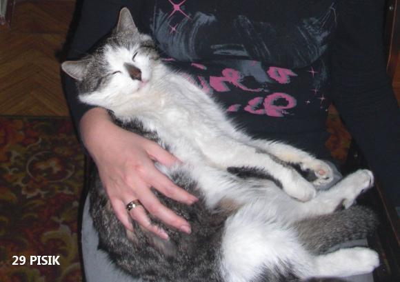 eKotno: Wybieramy NAJKOTA