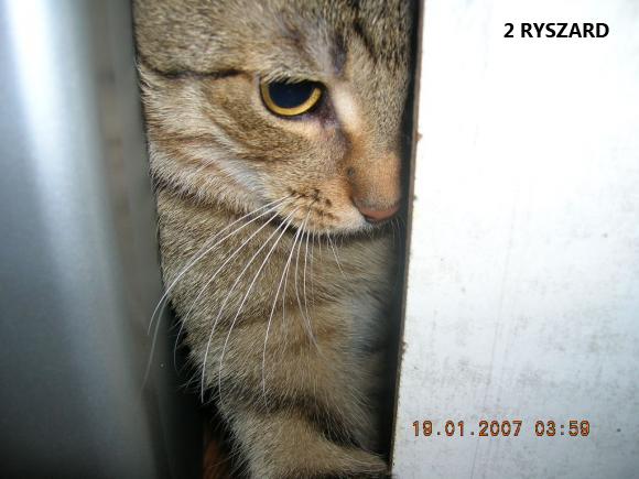 eKotno: Wybieramy NAJKOTA