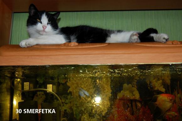 eKotno: Wybieramy NAJKOTA