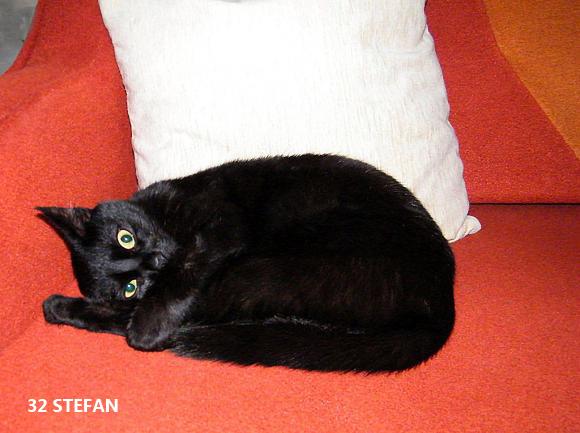 eKotno: Wybieramy NAJKOTA