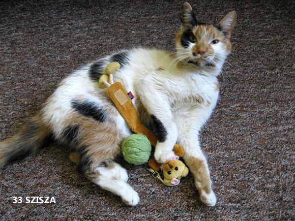 eKotno: Wybieramy NAJKOTA