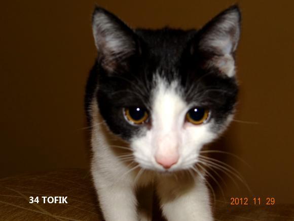 eKotno: Wybieramy NAJKOTA