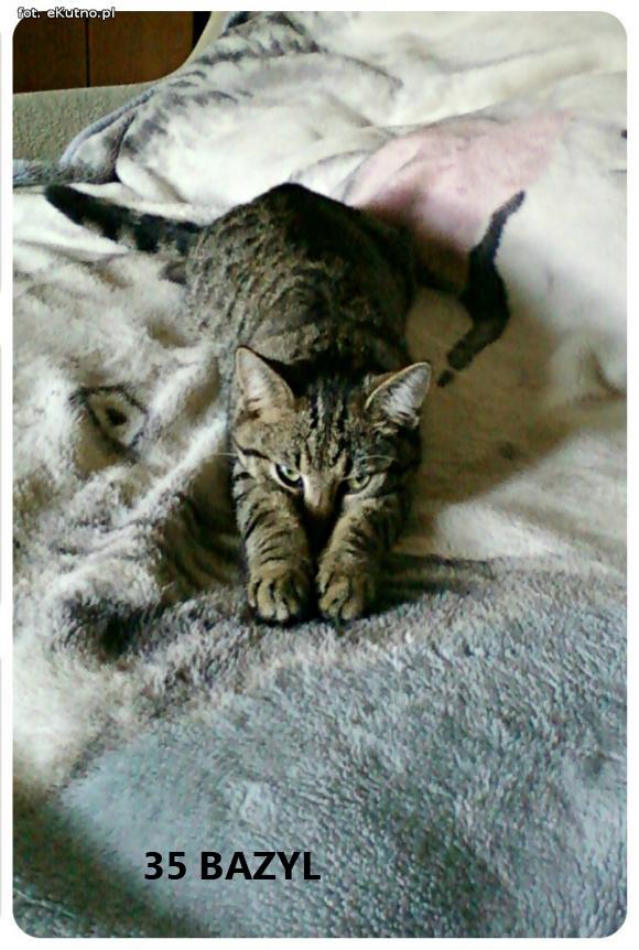 eKotno: Wybieramy NAJKOTA