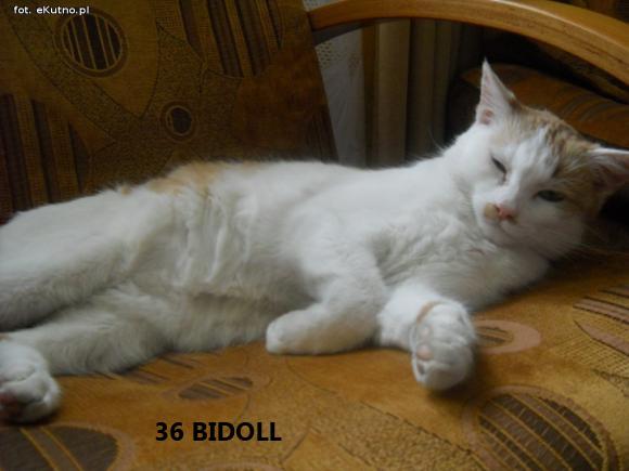 eKotno: Wybieramy NAJKOTA