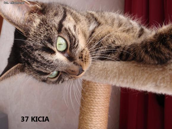 eKotno: Wybieramy NAJKOTA