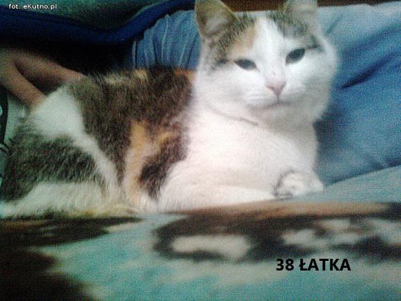 eKotno: Wybieramy NAJKOTA