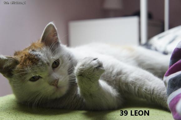 eKotno: Wybieramy NAJKOTA