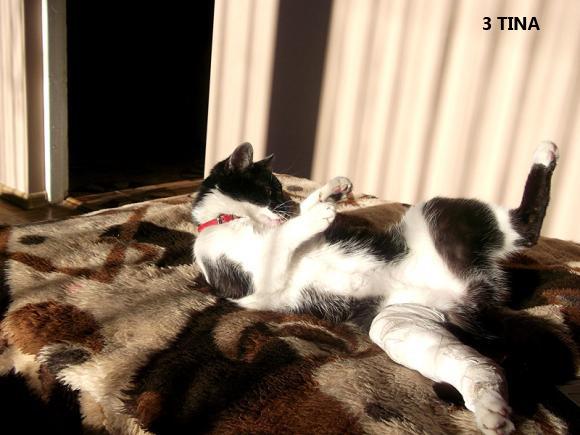 eKotno: Wybieramy NAJKOTA