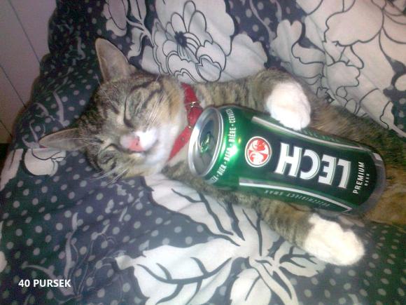 eKotno: Wybieramy NAJKOTA