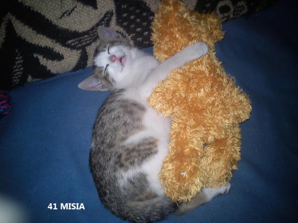 eKotno: Wybieramy NAJKOTA