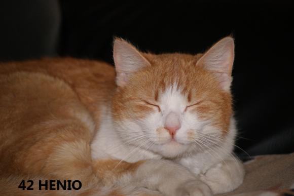 eKotno: Wybieramy NAJKOTA