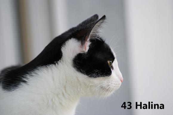 eKotno: Wybieramy NAJKOTA