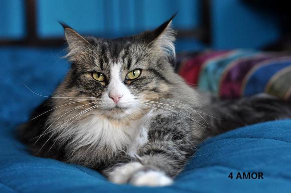 eKotno: Wybieramy NAJKOTA