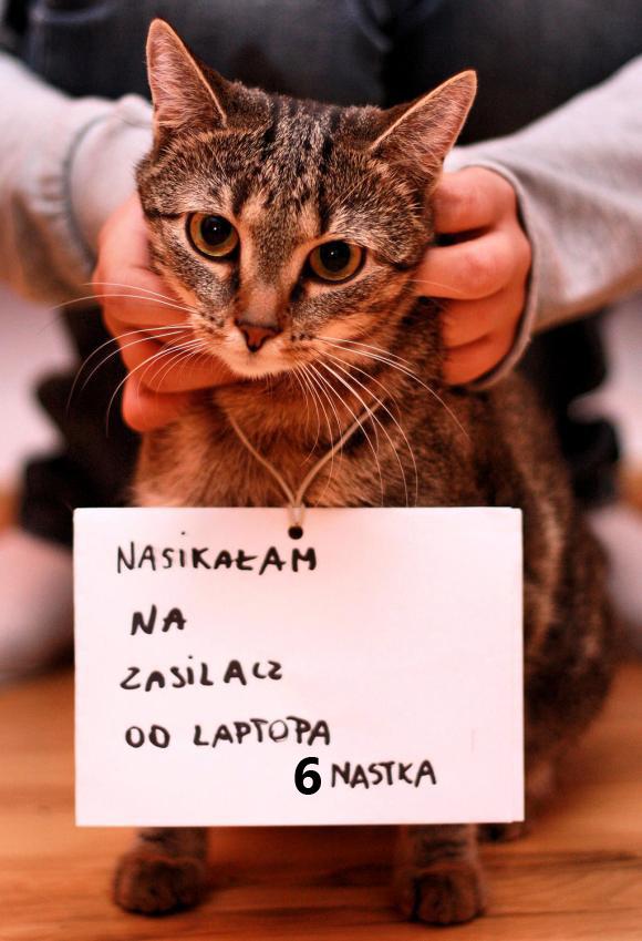 eKotno: Wybieramy NAJKOTA