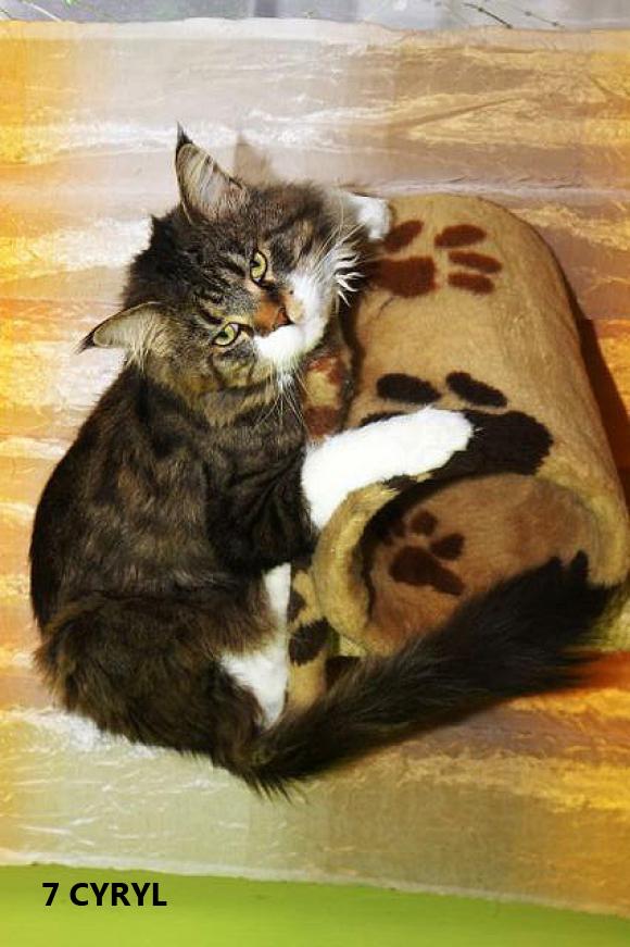 eKotno: Wybieramy NAJKOTA