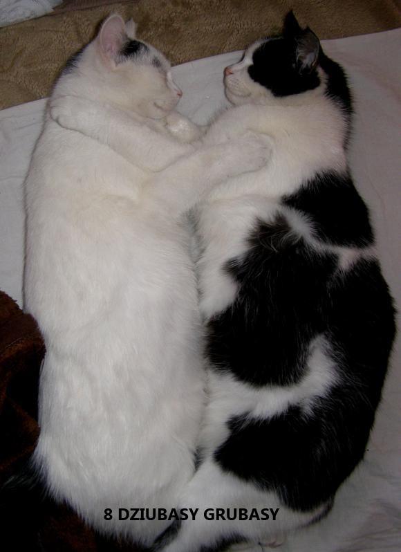 eKotno: Wybieramy NAJKOTA