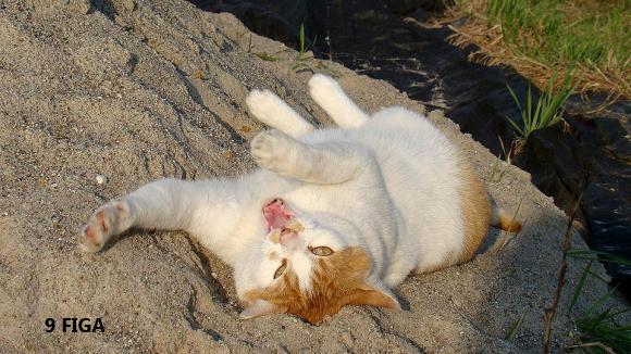 eKotno: Wybieramy NAJKOTA