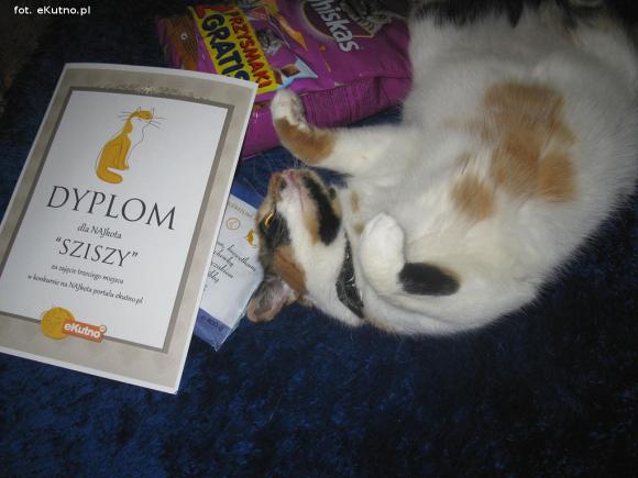 eKotno: NAJKOTY z dyplomami i nagrodami