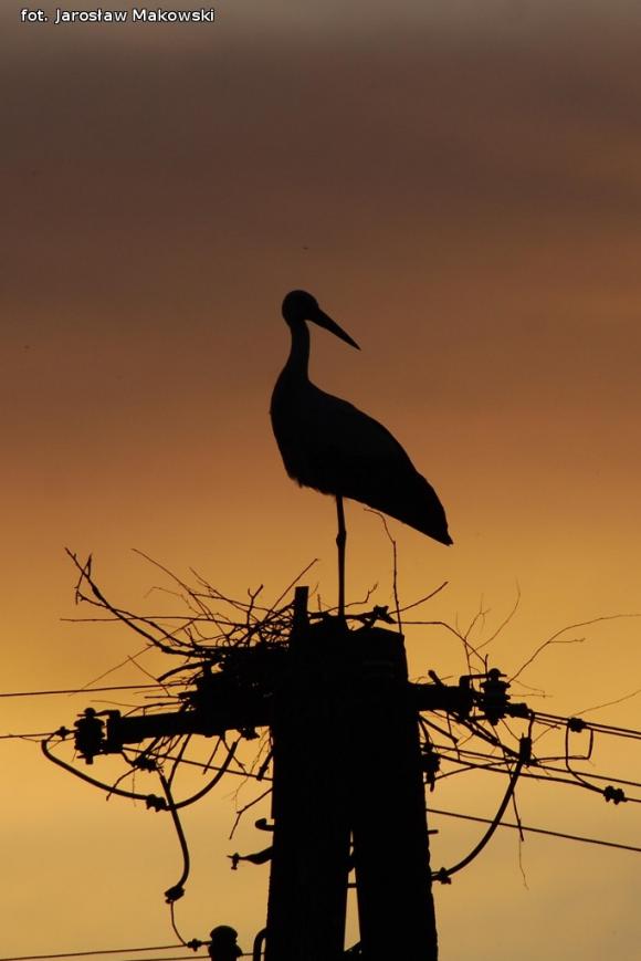 eKologia: Bociek jest, wiosny wiest*