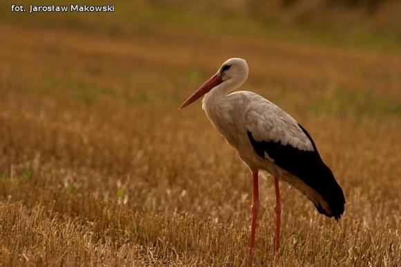 eKologia: Bociek jest, wiosny wiest*