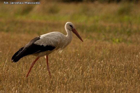 eKologia: Bociek jest, wiosny wiest*
