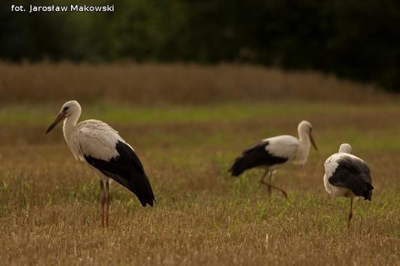eKologia: Bociek jest, wiosny wiest*