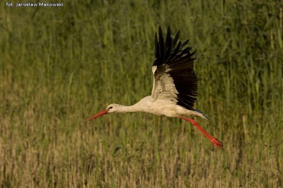 eKologia: Bociek jest, wiosny wiest*