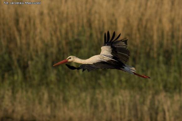 eKologia: Bociek jest, wiosny wiest*