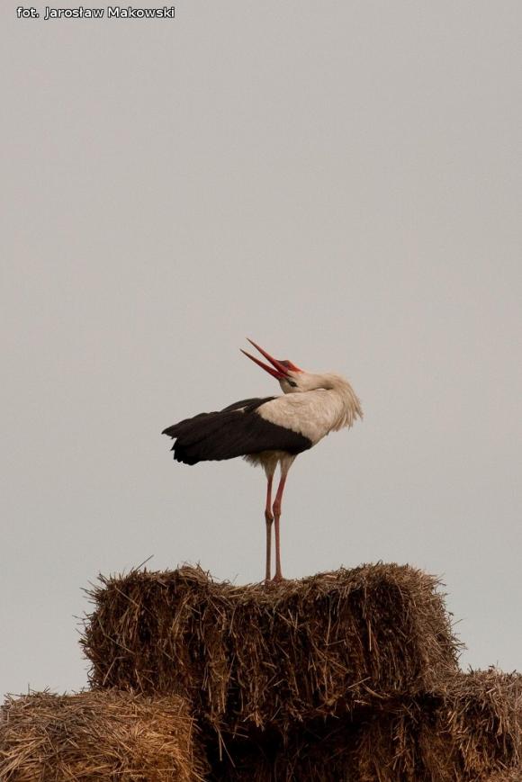 eKologia: Bociek jest, wiosny wiest*