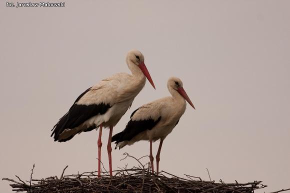 eKologia: Bociek jest, wiosny wiest*