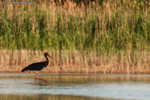 eKologia: Bociek jest, wiosny wiest*